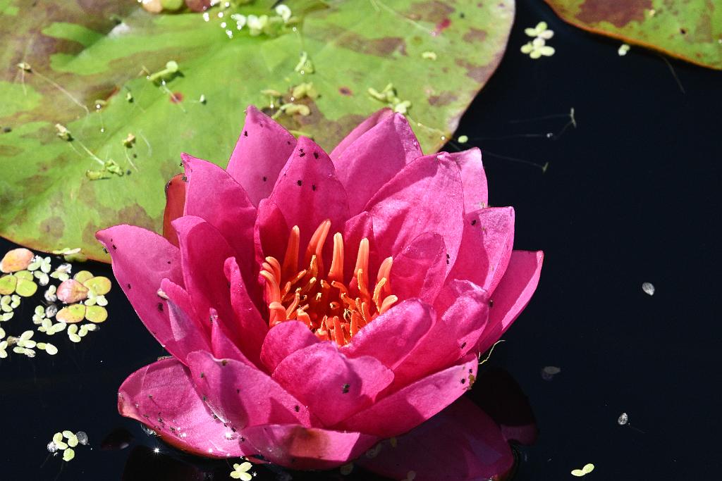 2025-08270188 Tower Hill Botanic Garden, MA.JPG - Water Lily. New England Botanic Garden at Tower Hill, MA, 8-27-2025